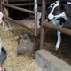Image for article titled Milk Is About to Become Really Expensive